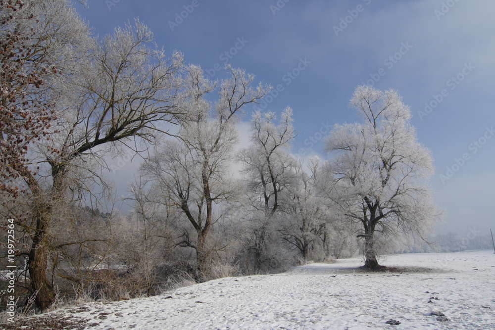 Bäume am Fluss mit Raureif