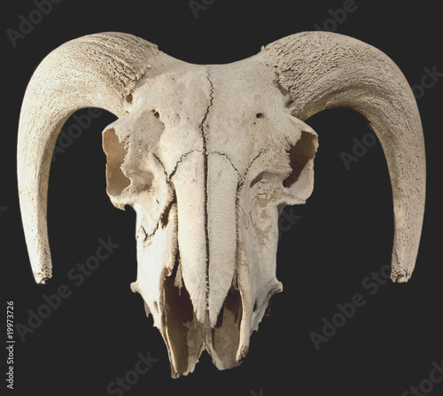 Skull of Ovis orientalis, front view, isolated on black