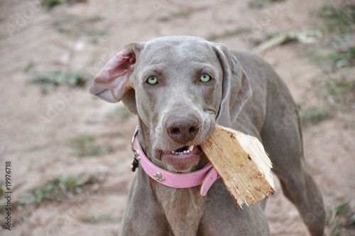 Beautiful grey dog bites piece of wood