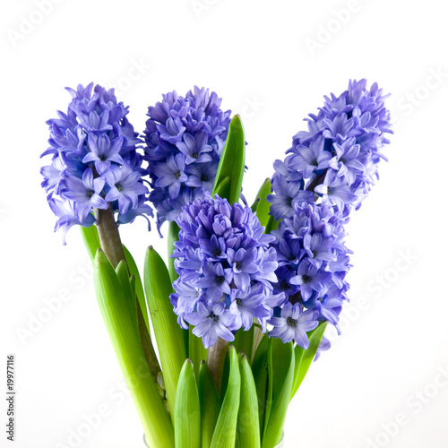Bouquet blue hyacinth
