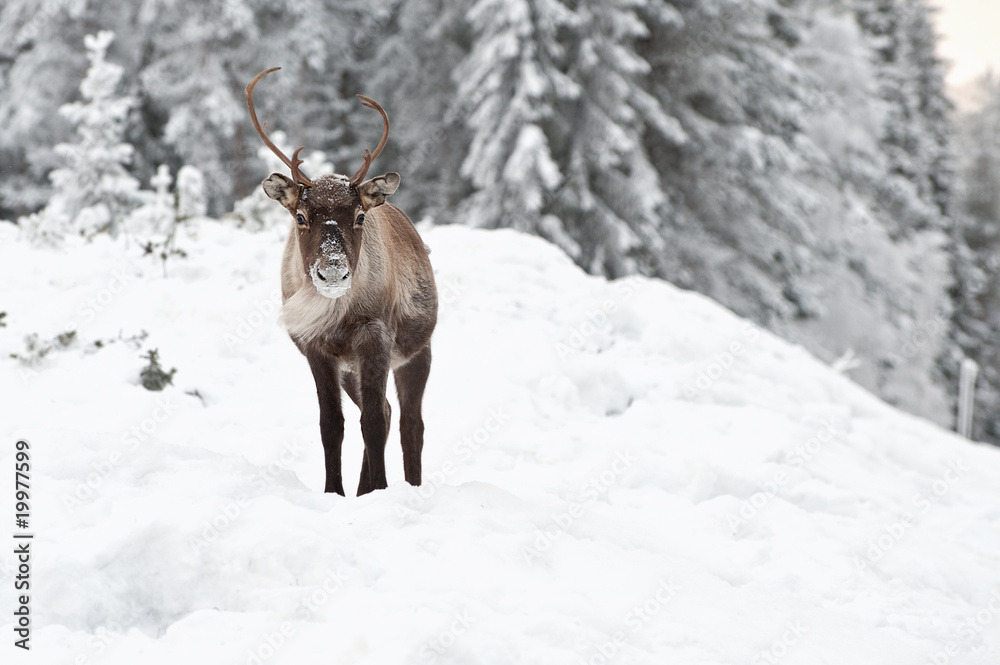 reindeer reindeer