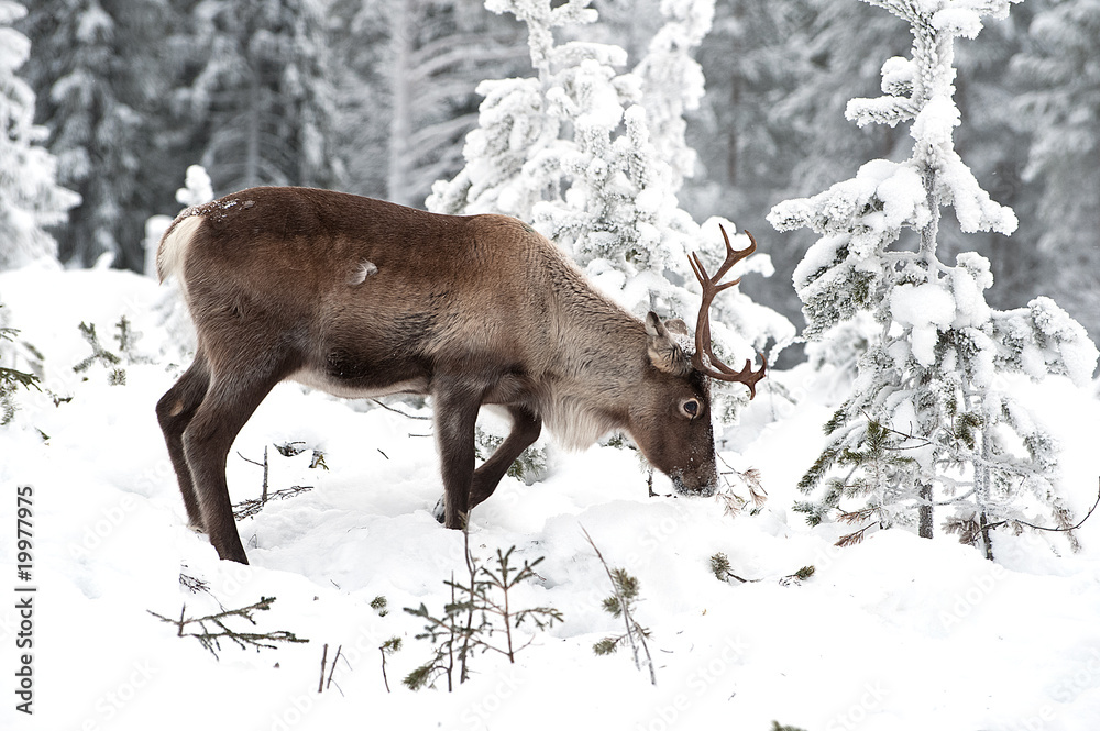 reindeer reindeer