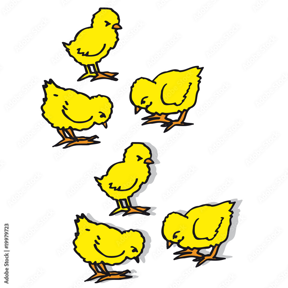 Poussins Poussins