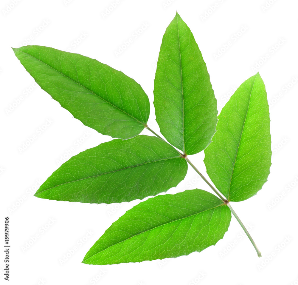 five green leaves isolated five green leaves isolated