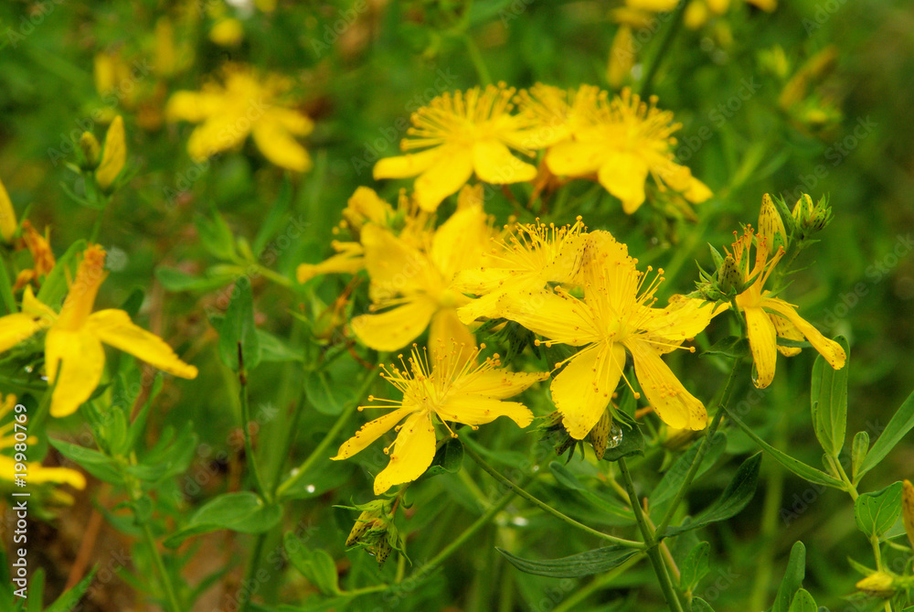 Johanniskraut - St Johns wort 12 Johanniskraut - St Johns wort 12