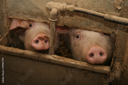 Photos schweine