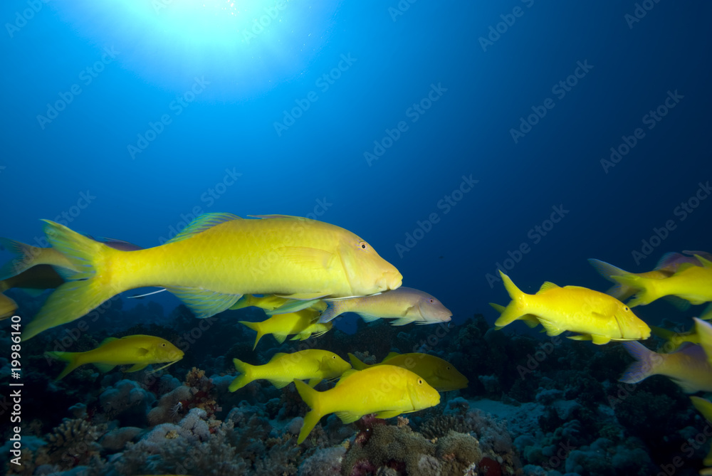 Yellowsaddle goatfish Small school Red Sea, Egypt. Yellowsaddle goatfish Small school Red Sea, Egypt.