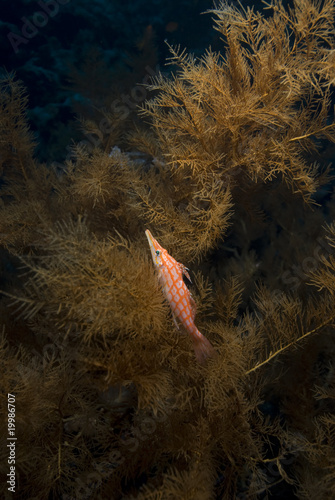 Longnose hawkfish (oxycirrhites typus) photo