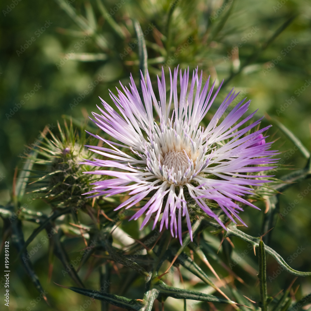 Flowered Thistle Flowered Thistle