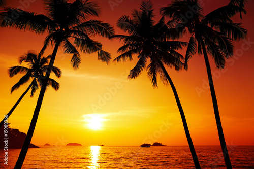 Fototapeta Sylwetka drzewa palmowego o zachodzie słońca