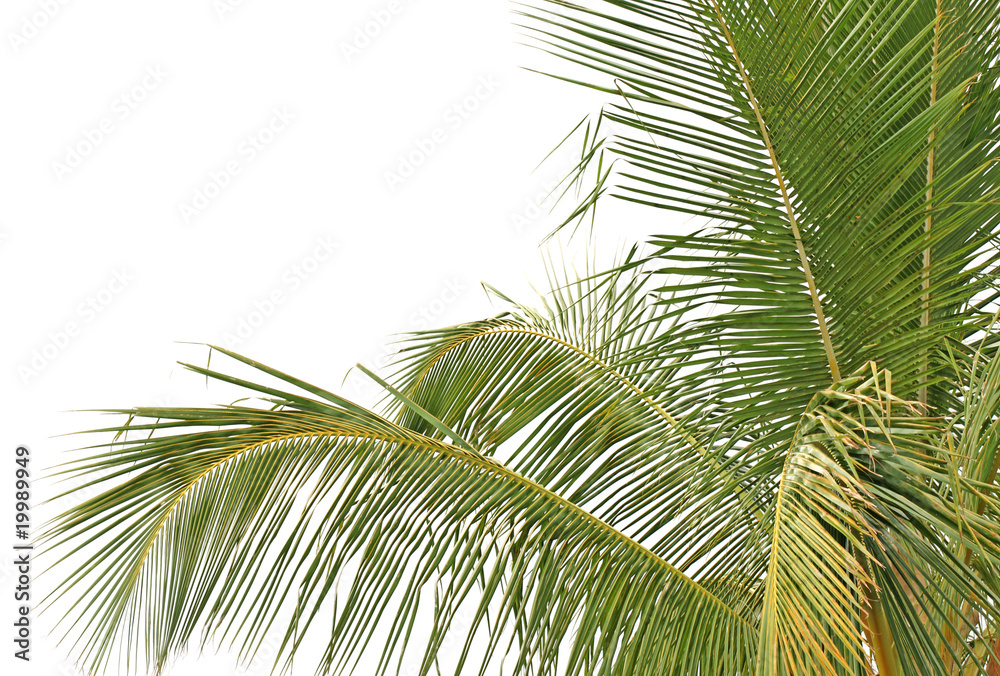 cocotier tropical fond blanc