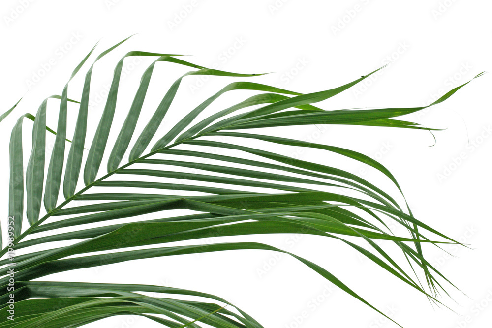 palme verte fond blanc palme verte fond blanc