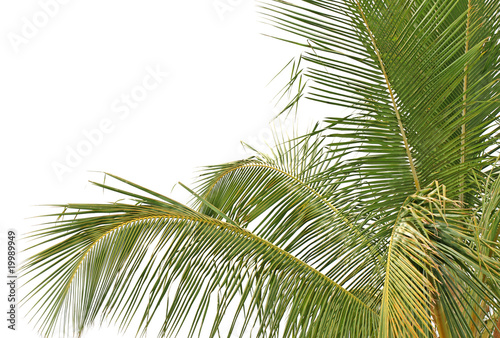 cocotier tropical fond blanc