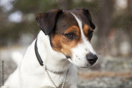 Jack Russell Terrier © Markku Vitikainen