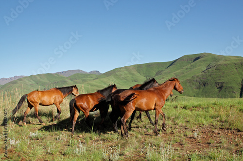 Horses, Drakensberg mountains, South Africa