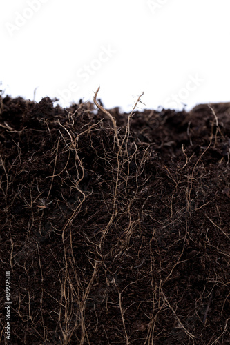 Schnitt ein Gartenerde photo