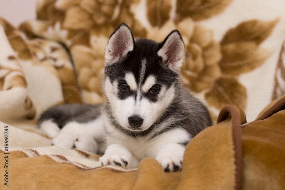 dog dog