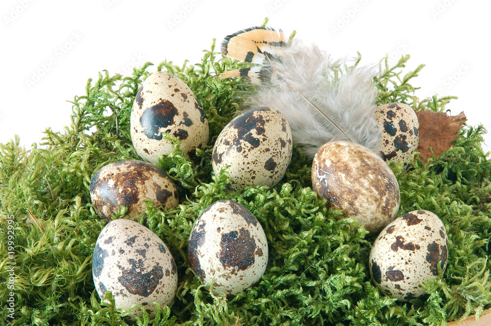 Obraz premium Quail eggs