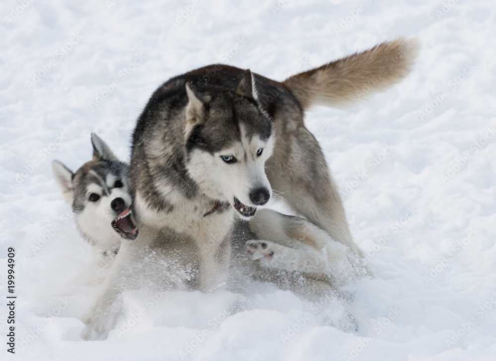 Naklejka premium dog