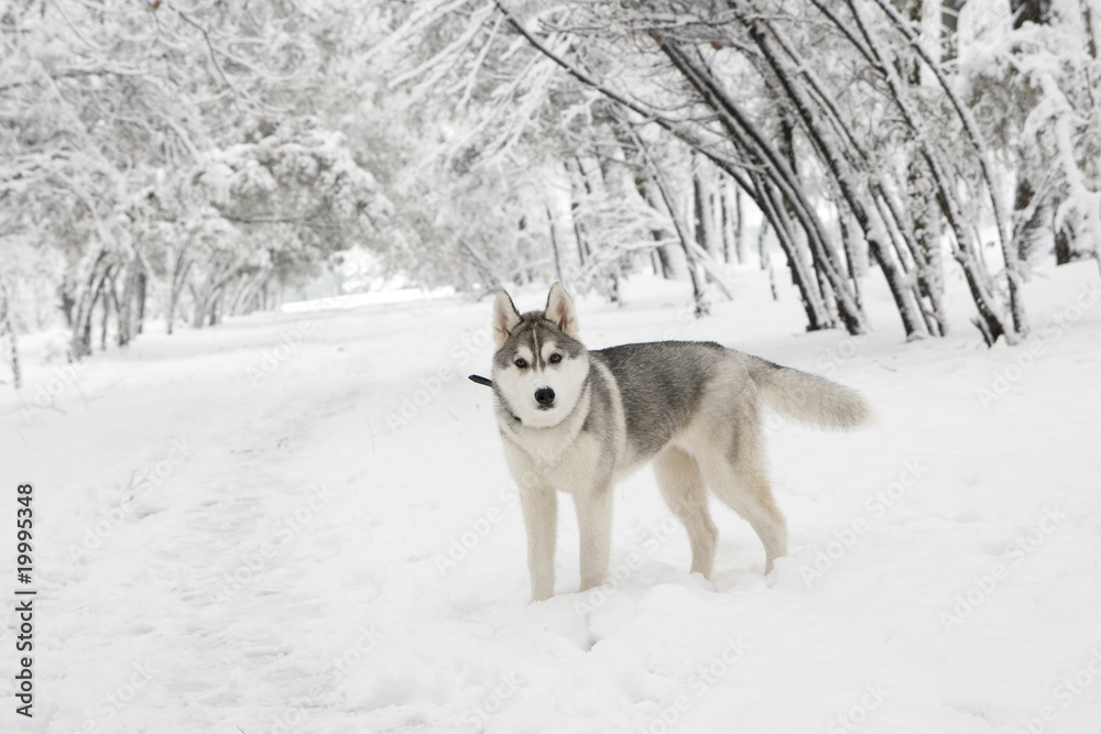 Fototapeta premium dog