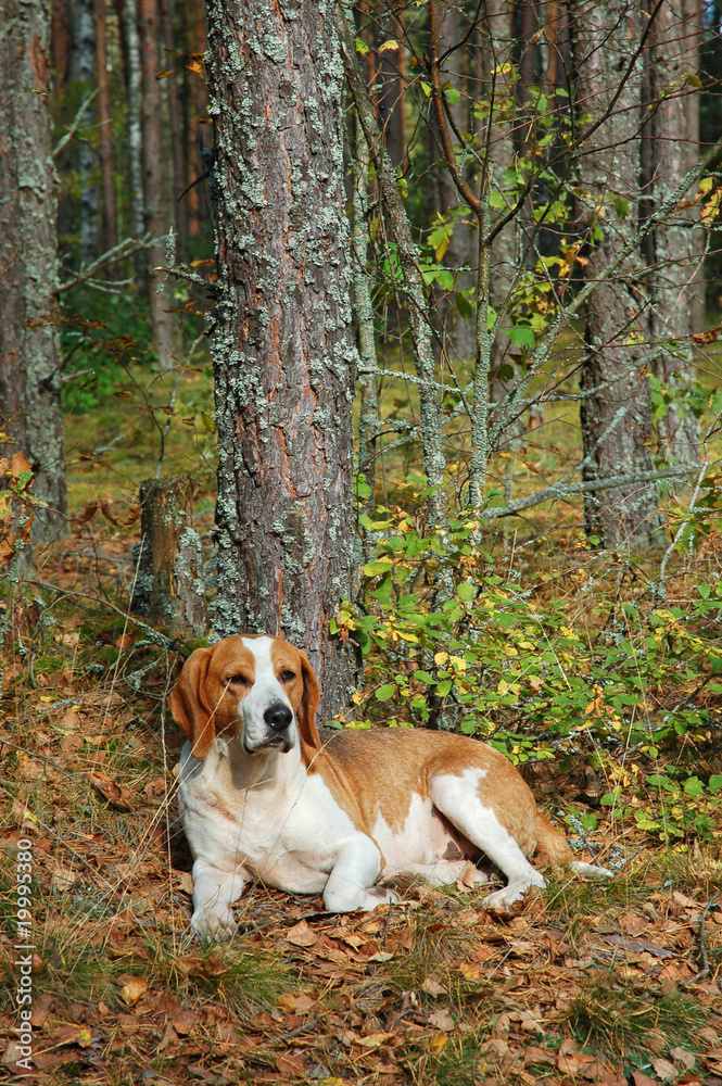 Resting dog