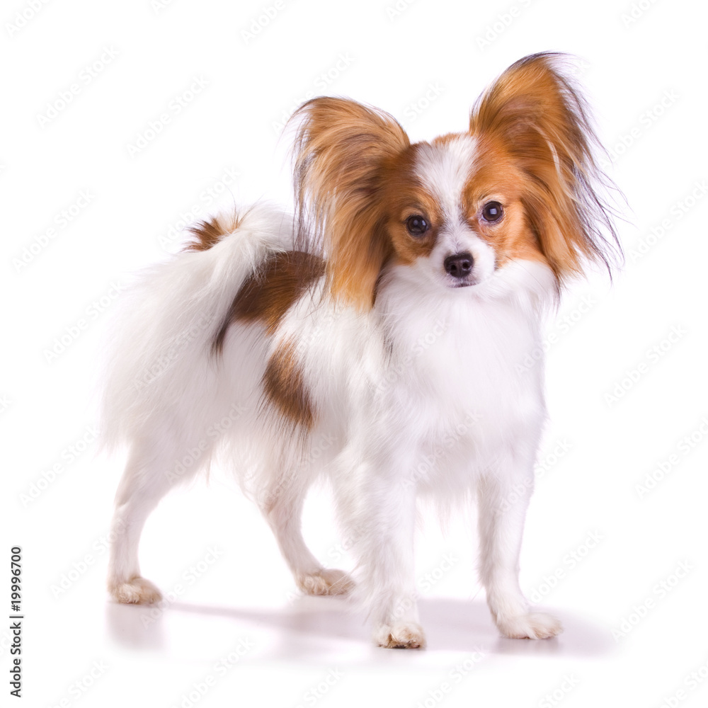 Dog of breed papillon Dog of breed papillon
