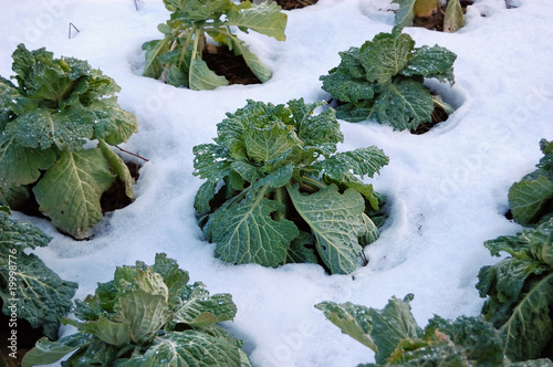 frozen cabbages