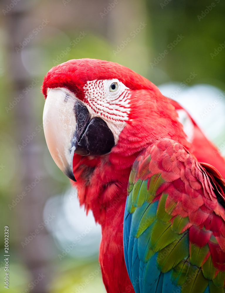 Obraz premium Beautiful colorful parrot