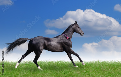 Obraz na plátně beautiful akhal-teke horse