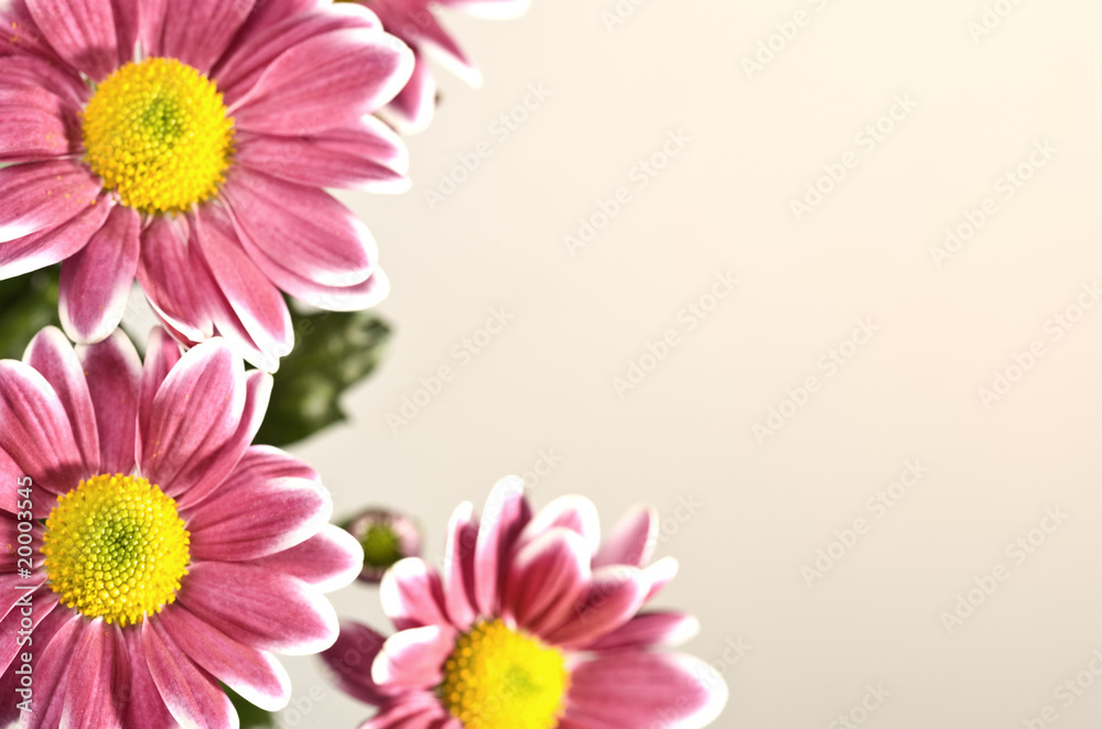 Chrysantemum flowers over green bright background Chrysantemum flowers over green bright background