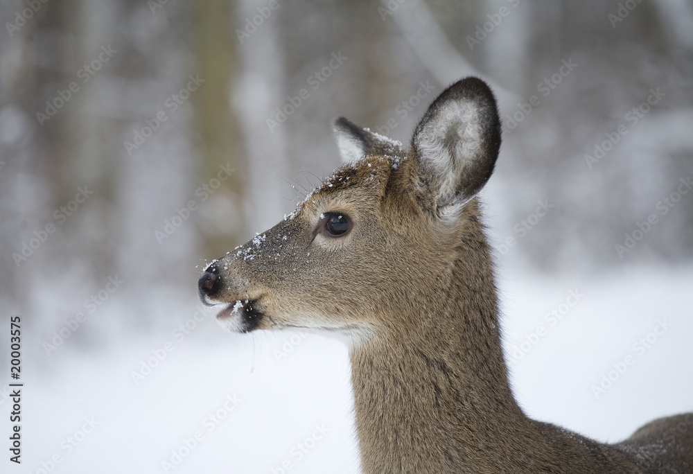 Fototapeta premium winter deer
