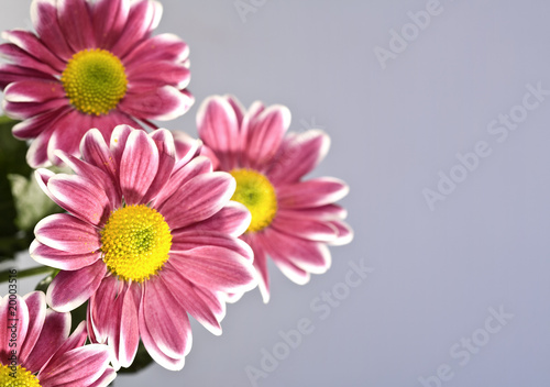 Chrysantemum flowers over blue background