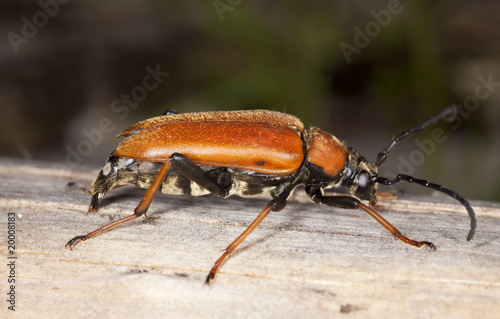 Red longhorn beetle (Stictoleptura rubra) laying eggs on log.