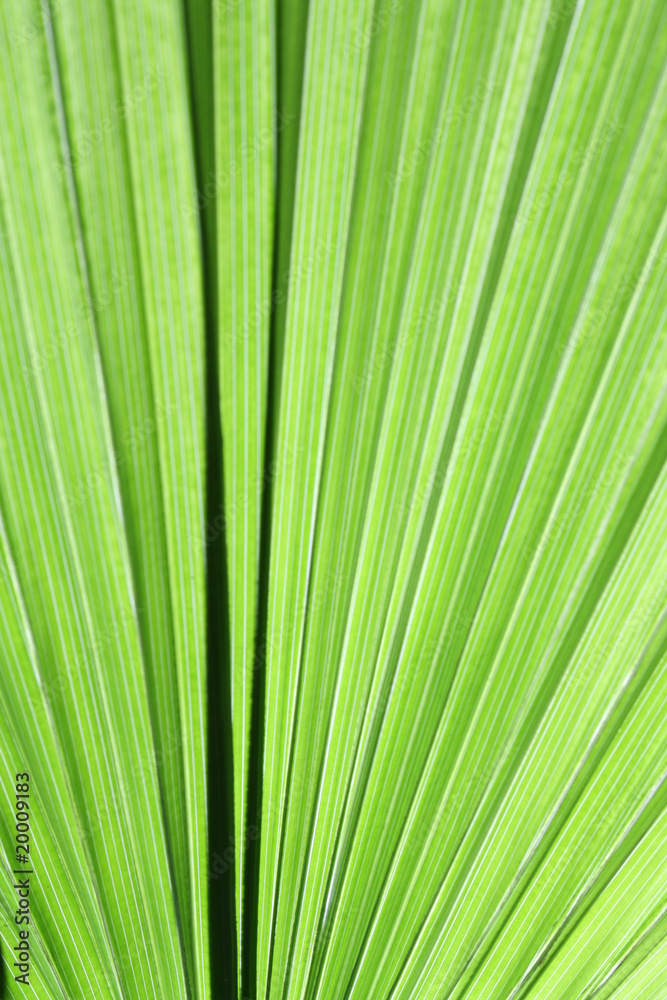 Palme Palme