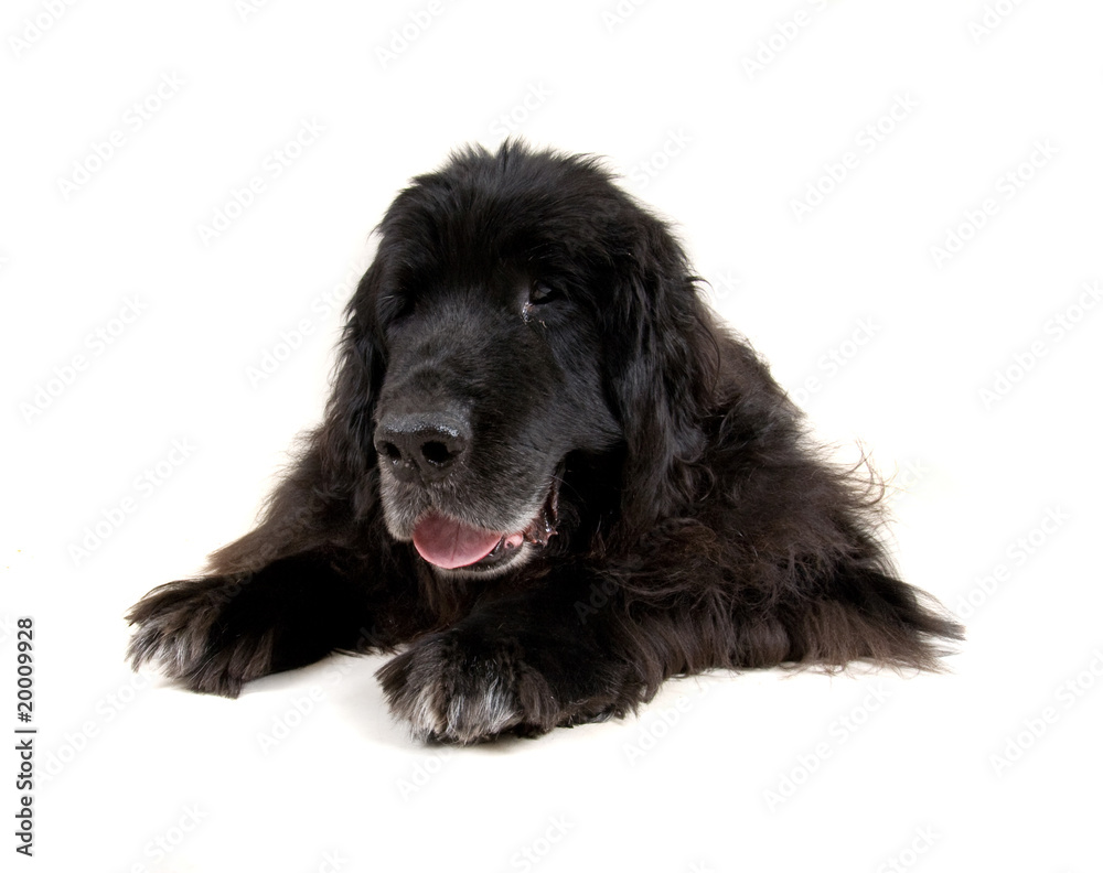 big newfoundland big newfoundland