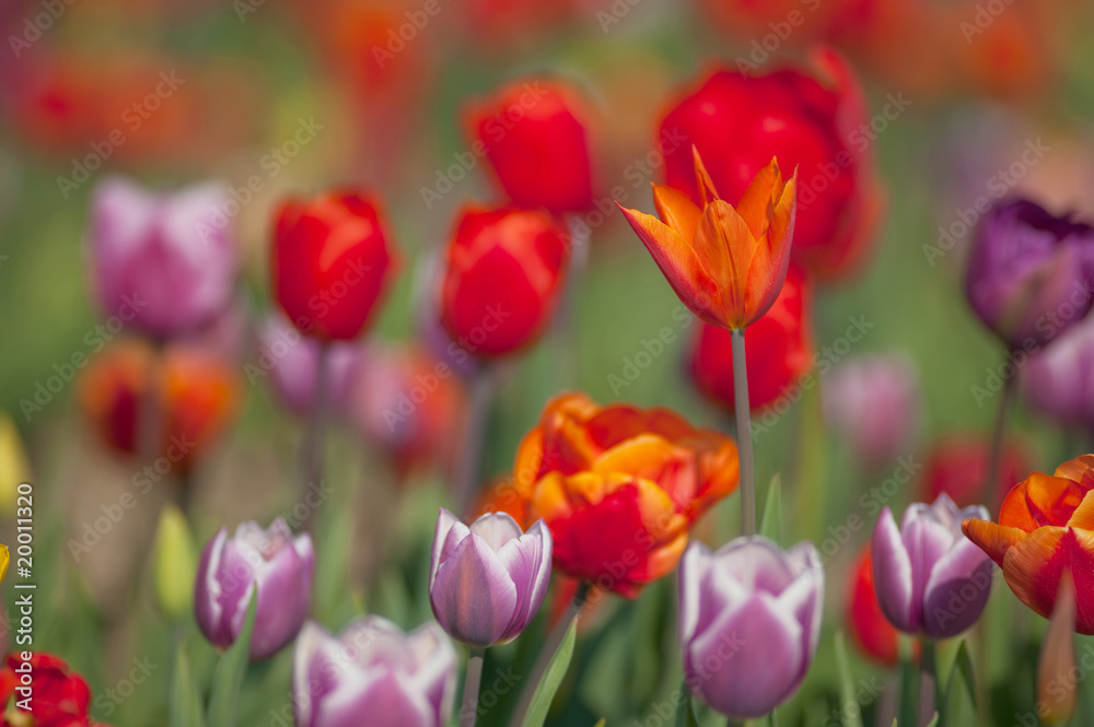 Mixed tulips Mixed tulips