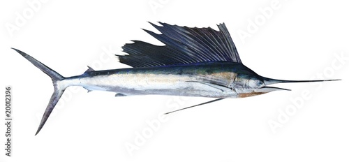 Sailfish real fish isolated on white photo