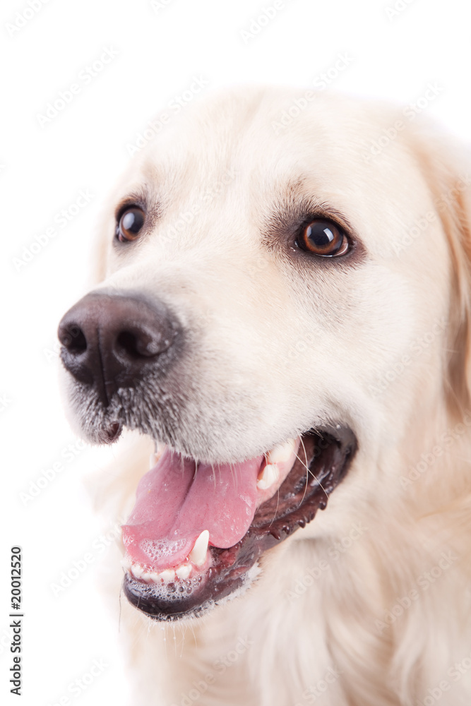 Golden Retriever Portrait Golden Retriever Portrait