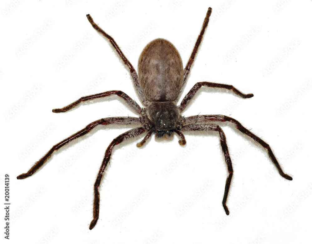 Big Fat Spider Big Fat Spider