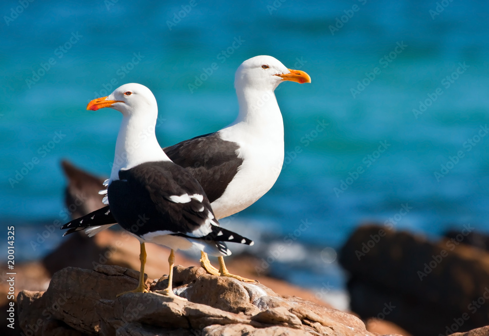 Fototapeta premium A pair of Cape gulls standing on the rocks