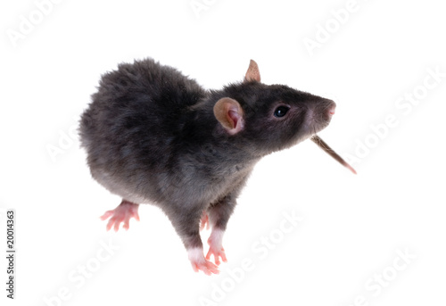 black rat