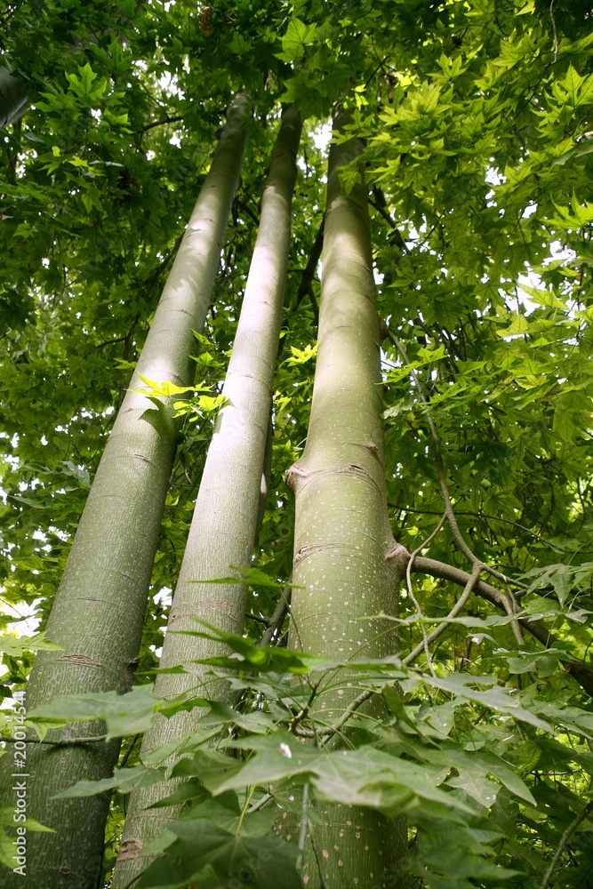 Fototapeta premium Australian tall trees Brachychiton discolor Muell