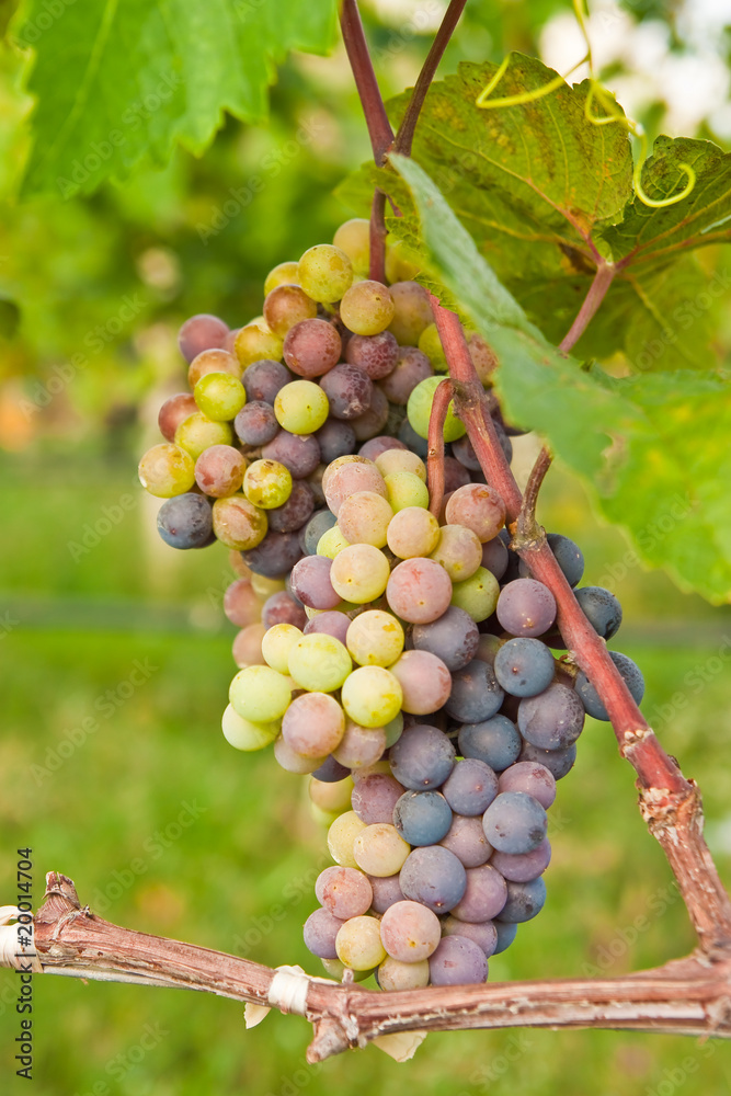 Vineyard in Thailand Vineyard in Thailand