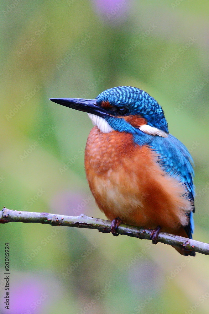 Fototapeta premium Eisvogel
