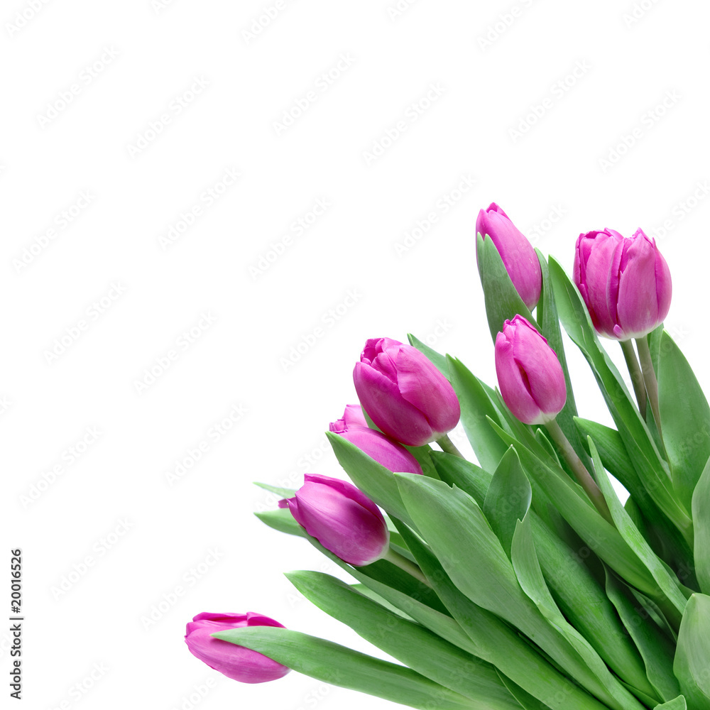 close-up pink tulips isolated on white close-up pink tulips isolated on white
