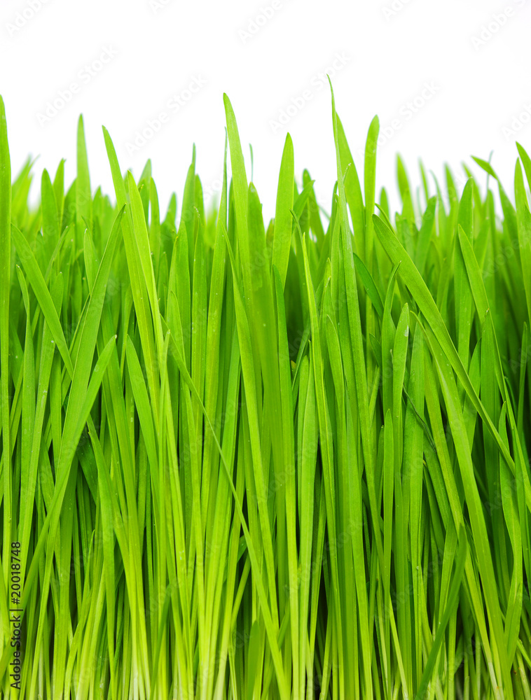 green grass green grass