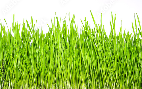 green grass