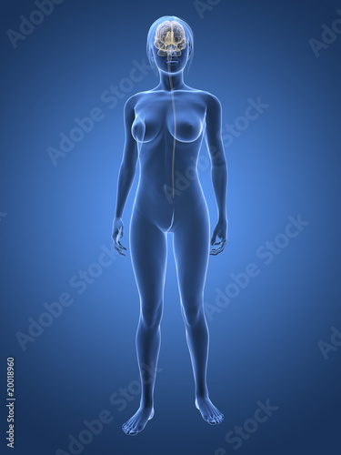 Transparenter weiblicher Körper mit Gehirn © Sebastian Kaulitzki