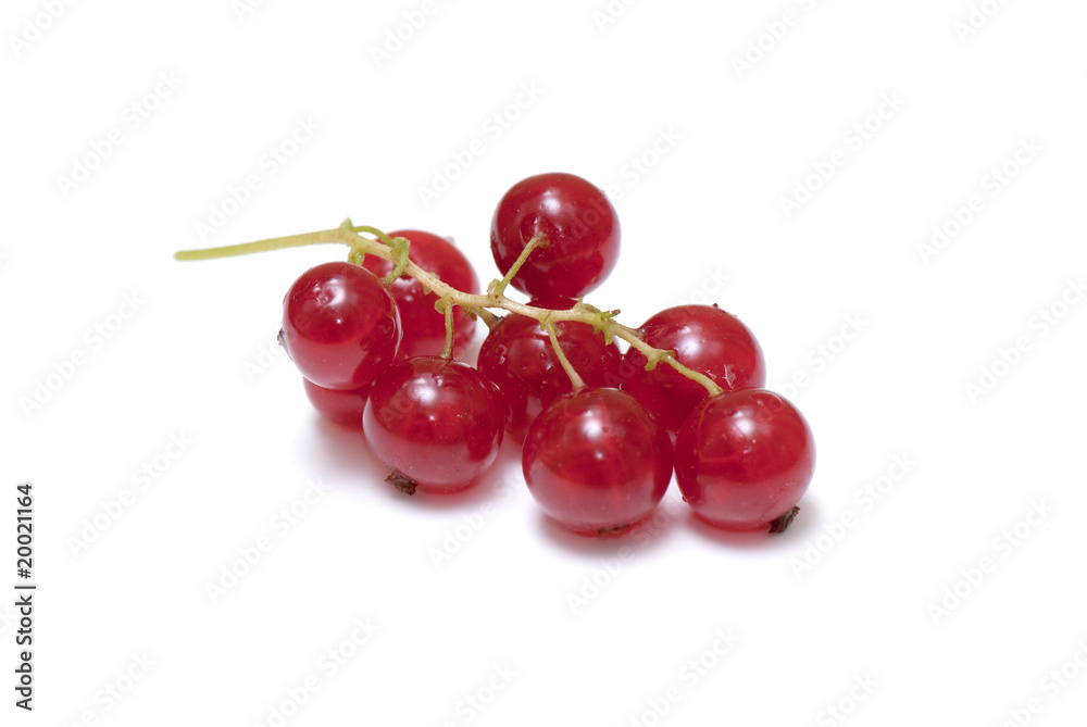 red currant red currant