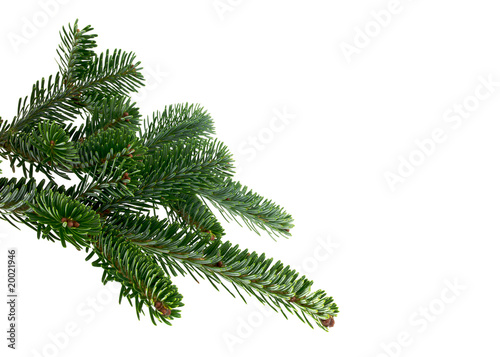 Spruce